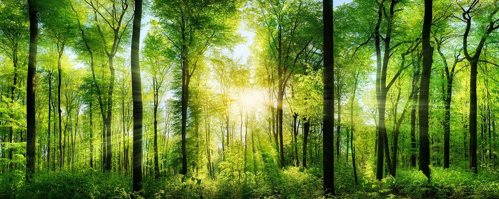 Renewable energies