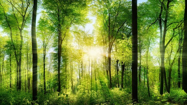 Renewable energies