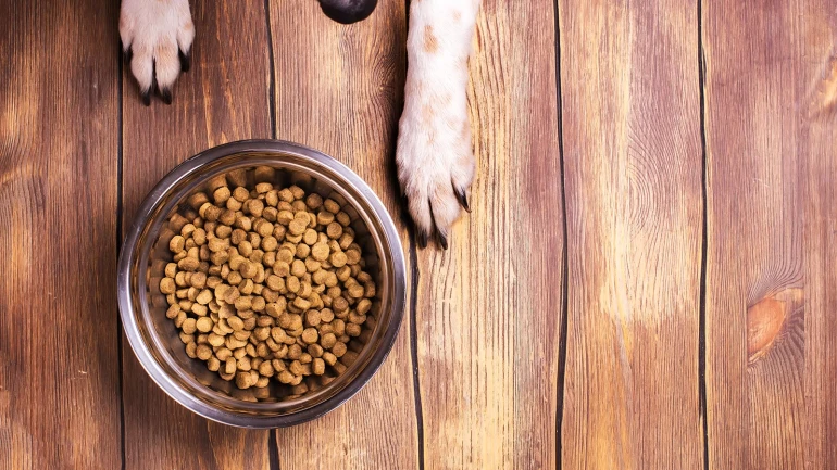 Alimentos para animais