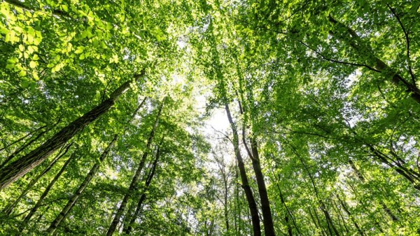 Obnoviteľné energie